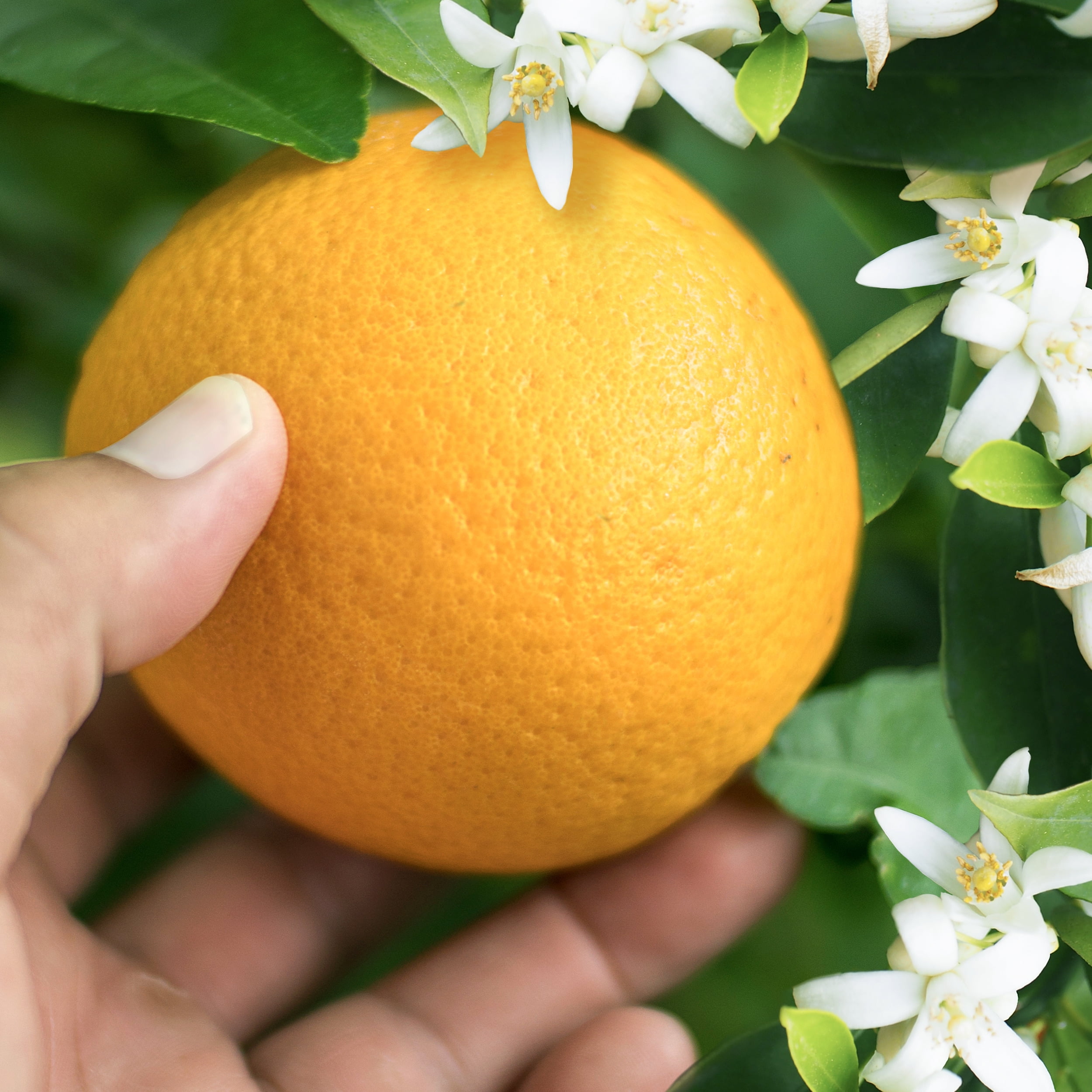 Herbal Essences Orange Blossom Volume Shampoo, For All Hair Types 13.5 fl  oz 