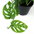 thumbnail image 6 of ELEMENT BY ALTMAN PLANTS 6" Swiss Cheese Plant Monstera Adansonii Live Plant Hanging Basket, Swiss Cheese Monstera Plant Live House Plants Indoors Live Plants Indoor Live Houseplants Live Indoor, 6 of 11