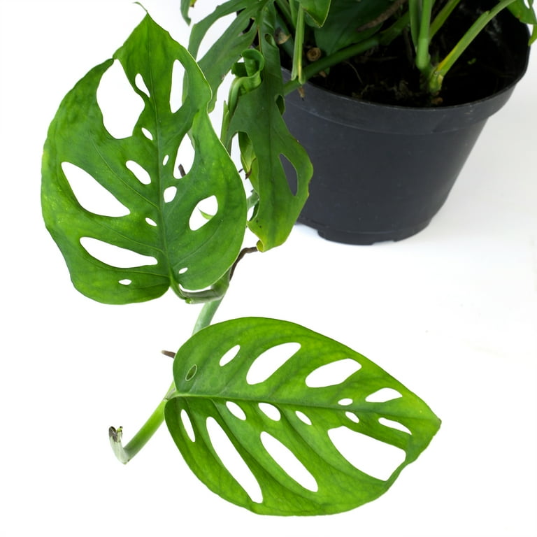 mosquito spray for plants Pump Up Sprayer  Mosquito Repellent for Yard
