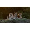 thumbnail image 2 of Jaynes Gallery 14x10 Gold Ornate Wood Framed with Double Matting Museum Art Print Titled - Africa-Kenya-Maasai Mara National Reserve Three resting lions, 2 of 4