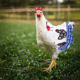 thumbnail image 5 of 4 piezas de silla de montar para pollo, correas para chaqueta de pollo, delantal para gallina, delantal para pollo, 5 of 5