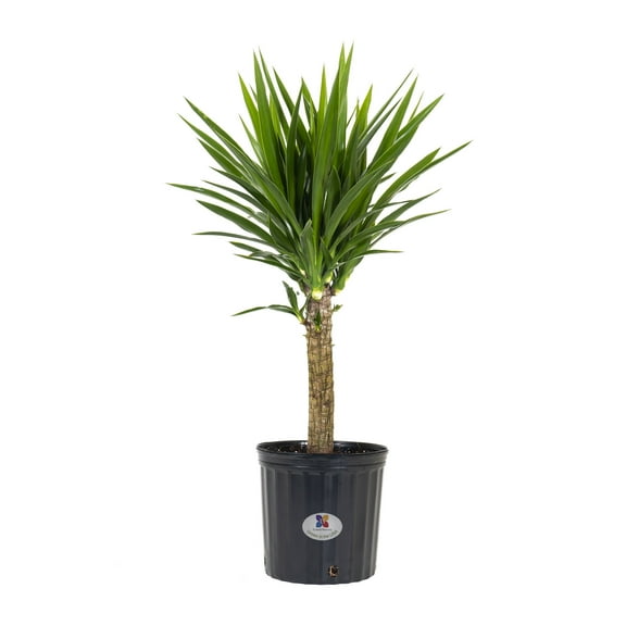 United Nursery Yucca Cane Live Plant, 24-32 In. Tall, Bright Green Leaves, 10-Inch Grower Pot, Indoor or Outdoor Decor