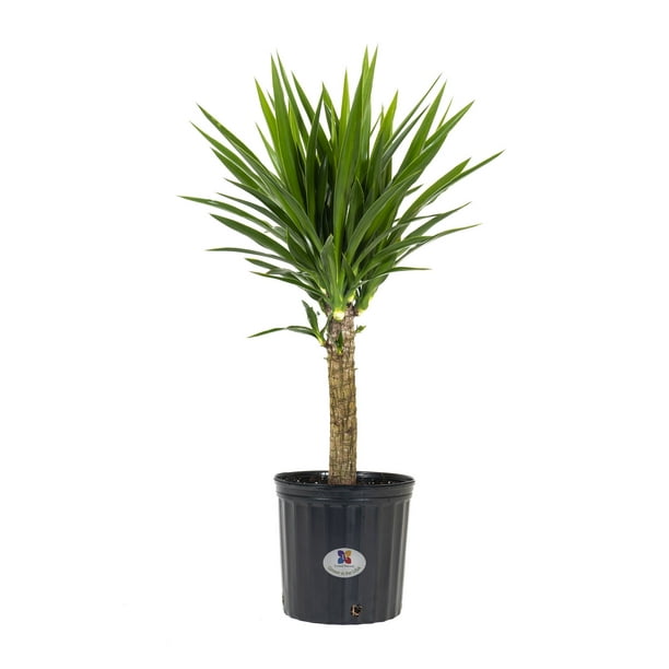 Dracaena Yucca Cane Live Indoor Outdoor Plant Any Light