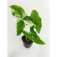 thumbnail image 5 of Bumble Plants 12" Marble Syngonium Podophyllum Albo Variegata Live Plants in 4" Nursery Pots, 5 of 7