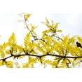 thumbnail image 3 of CZ Grain 20 Thornless Honey Locust Plant Seeds, 3 of 5