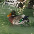 thumbnail image 6 of oshhni Floating Duck Pond Decor Garden Duck Statue Centerpiece Ornament Collection Animal Sculpture Resin Figurine for Patio Outdoor Brown, 6 of 9