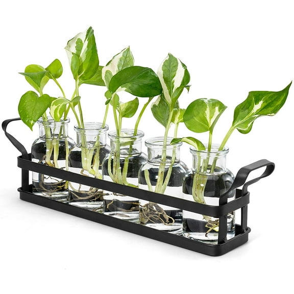 Propagation Stations with Metal Stand, Desktop Plant Terrarium Glass Planter Vase for Hydroponic Plants Flower Cutting Home Office Garden Decor Plant Lover Gifts, 5 Jars