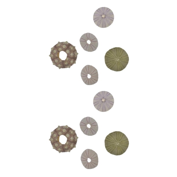 Ounissouiy 5pcs Sea Snail Hanging Pot Prop Natural Size Household Planting Gardening Adornment Pendant Holder Exquisite Small Plant 17.0x10.0x7.0cm 2piezas Ounissouiy CBP584089