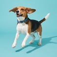 thumbnail image 3 of Vibrant Life Reflective Adjustable Dog Collar, Blue, M, 3 of 9