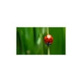 thumbnail image 3 of Vigar Ladybug Storage Cube, 3 of 3