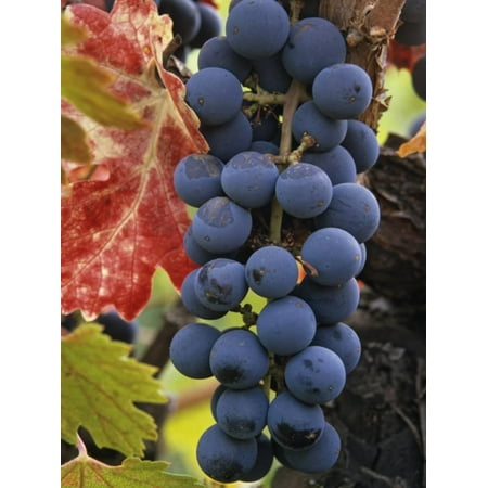 Napa Valley Cabernet - Detail of Cabernet Savignon Grapes on the Vine in Napa Valley, California, USA Print Wall Art By Dennis Flaherty