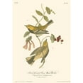 thumbnail image 3 of Audubon, John James 14x18 Black Modern Framed Museum Art Print Titled - Black-throated Green Wood Warbler, 3 of 5