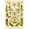 thumbnail image 2 of Haeckel, Ernst 17x24 Black Ornate Wood Framed with Double Matting Museum Art Print Titled - Haeckel Nature Illustrations: Corals, 2 of 4