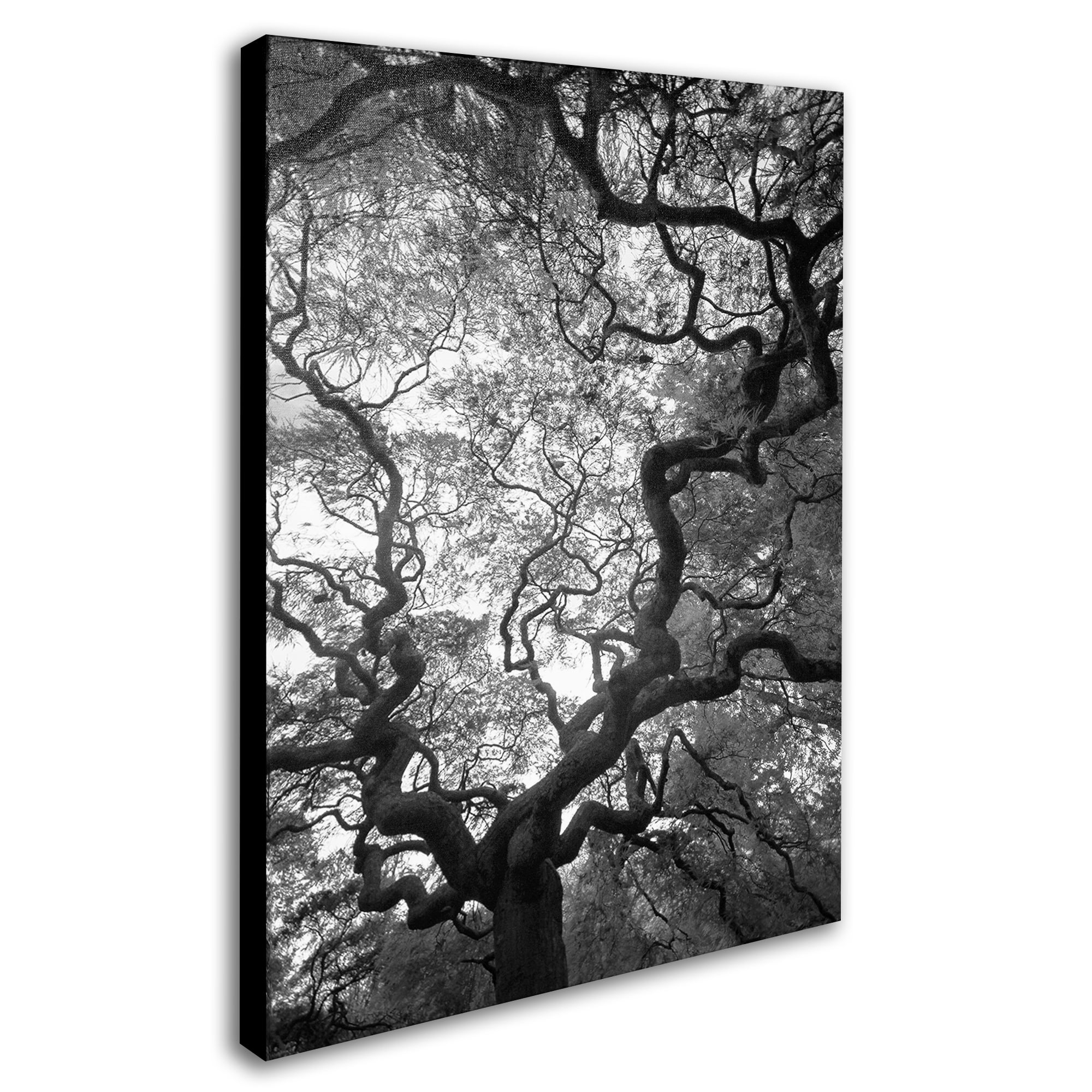 Trademark Art "Speaking" Canvas Art by CATeyes