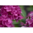 thumbnail image 2 of Crane, Rita 32x23 White Modern Wood Framed Museum Art Print Titled - Pink Hydrangeas I, 2 of 4