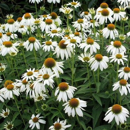 - Crazy White Echinacea, Flowering Perennial Plant