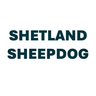 Shetland Sheepdog Sheltie Pill Butter