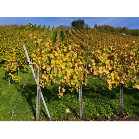 LAMINATED POSTER Bright Vineyard Vines Golden October Autumn Poster Print 24 x