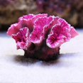 thumbnail image 4 of 2 Packs Of Artificial Coral Plant Decorations Fish Tank Aquarium Decoration, 4 of 4