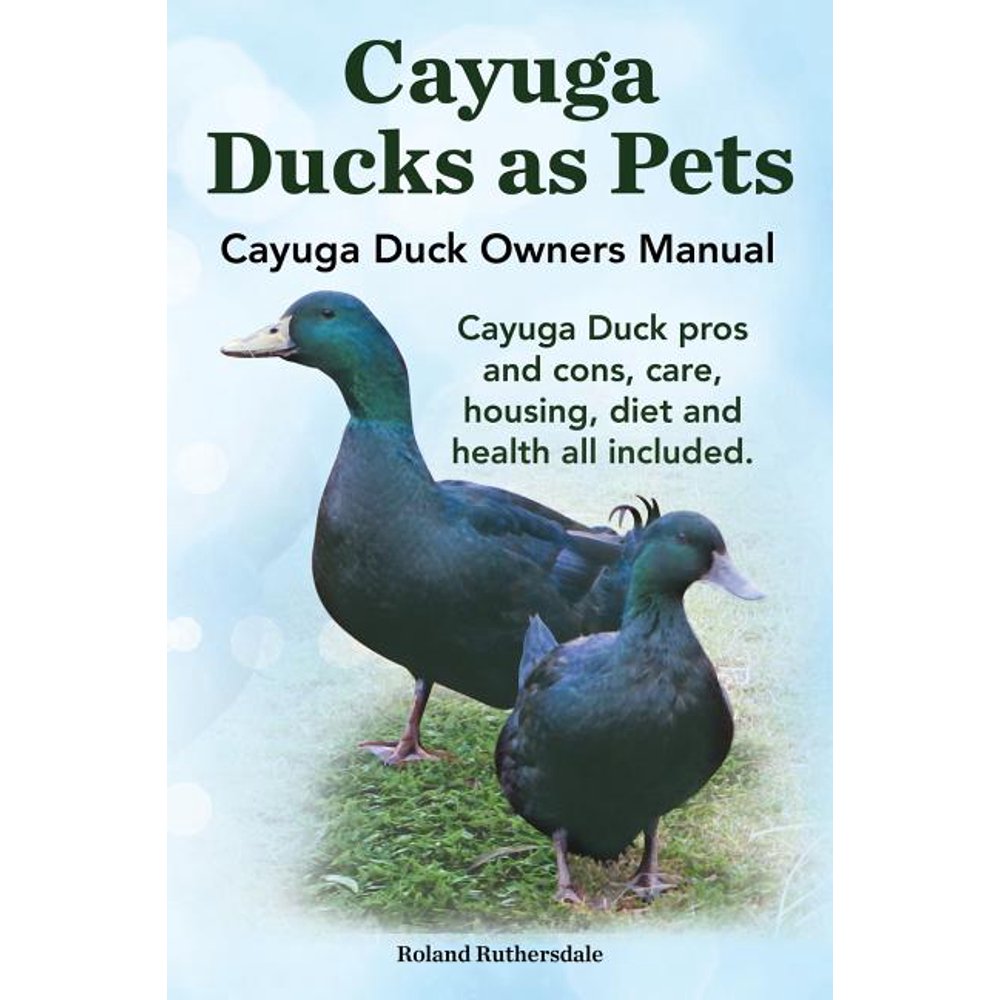 Cayuga Ducks as Pets. Cayuga Duck Owners Manual. Cayuga Duck Pros and