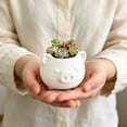 thumbnail image 6 of VAIFTILNO Pig Planter Pot, Cute Succulents Pot with Drainage Hole for Indoor, Outdoor Plants, Home Decor Gift (More Colors), 6 of 6