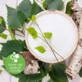 thumbnail image 4 of Pure Via Xilitol, Endulzante Sin Az&uacute;car a Base de Plantas, Keto, Vegano y Non-GMO, 1 kg, 4 of 8