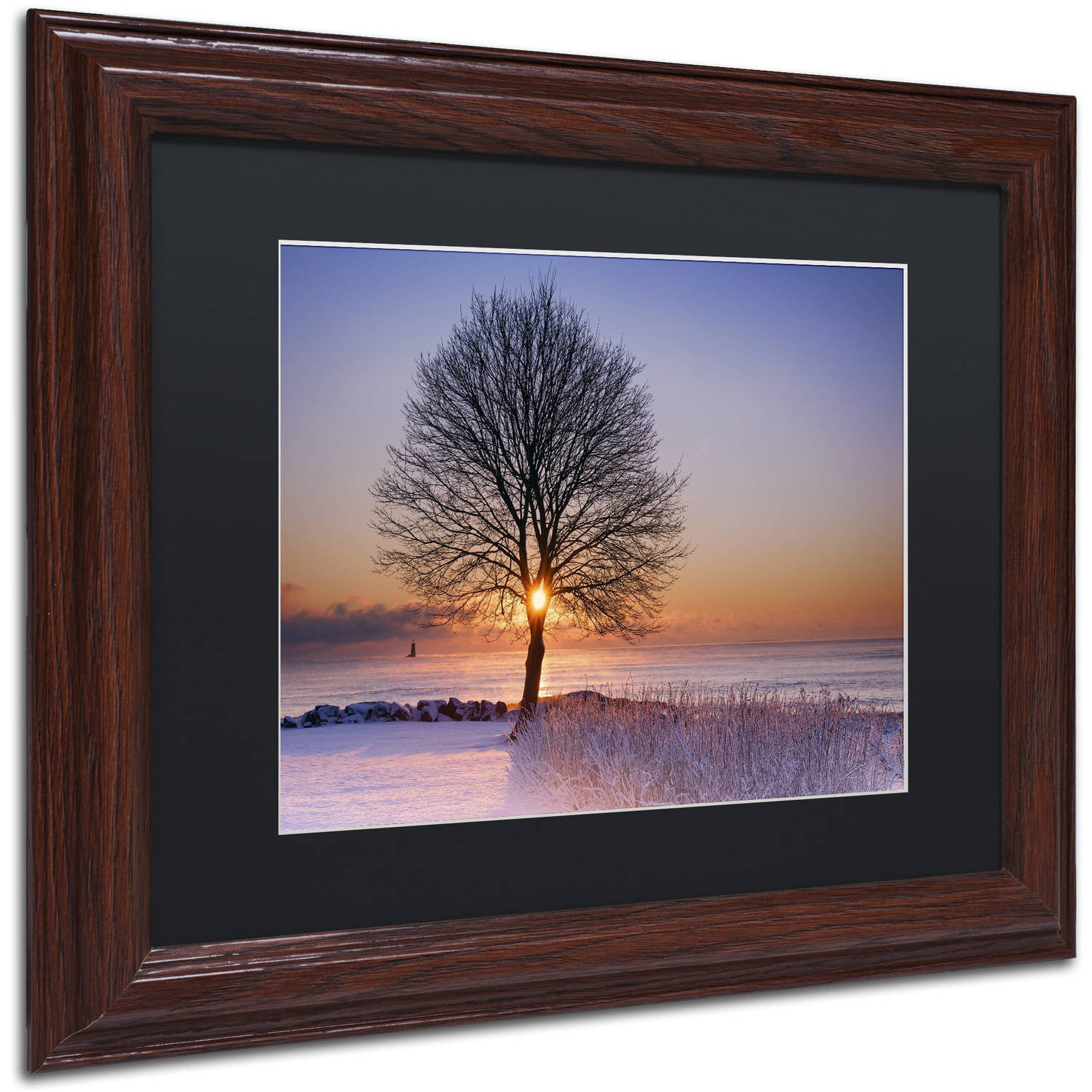Trademark Fine Art "Tree Burst" Canvas Art by Michael Blanchette Photography Black Matte, Wood Frame