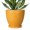 Glossy Orange, variant on Ordivic 6 inch Green Ceramic Plant Pot with Drainage Hole & Saucer,Decorative Indoor Planter for African Violet & Air Plants