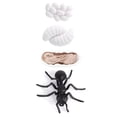thumbnail image 4 of VGEBY Insect Life Cycle Figurines Growth Model Toy Kid Cognitive Educational Toys, 4 of 8