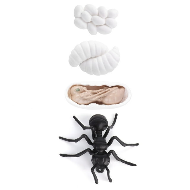 Ciclo de vida de las hormigas, figuras del ciclo de vida de los insectos, ciclo de vida de los insectos, ciclos de crecimiento animal, confiables y duraderos