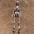 thumbnail image 3 of Lubelski 90cm Simulation Human Skeleton Ornament, 3 of 6