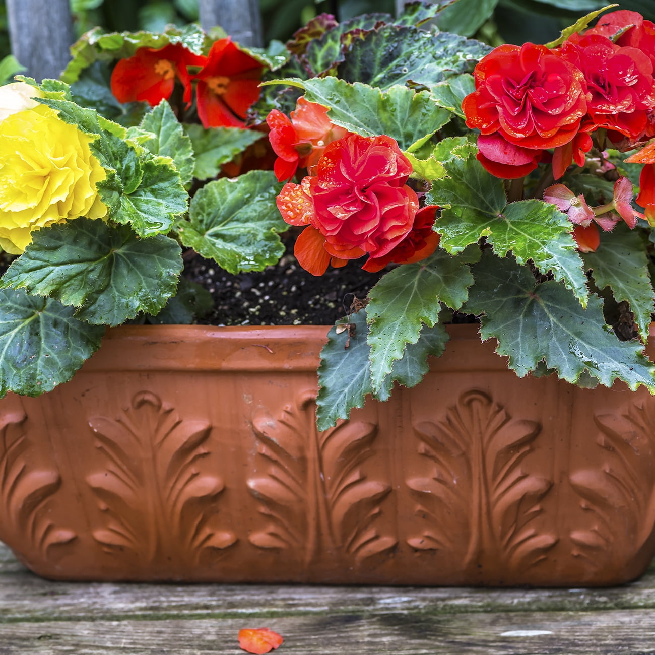 Van Zyverden Hanging Basket Begonias Golden Balcony, 1 Bulb, Multi-color, Partial Shade, Perennial, Deer Resistant, 1lb