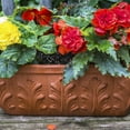 thumbnail image 2 of Van Zyverden Hanging Basket Begonias Mix Colors 5 Bulbs Multicolor Partial Shade Easy to Grow 1 lb, 2 of 8