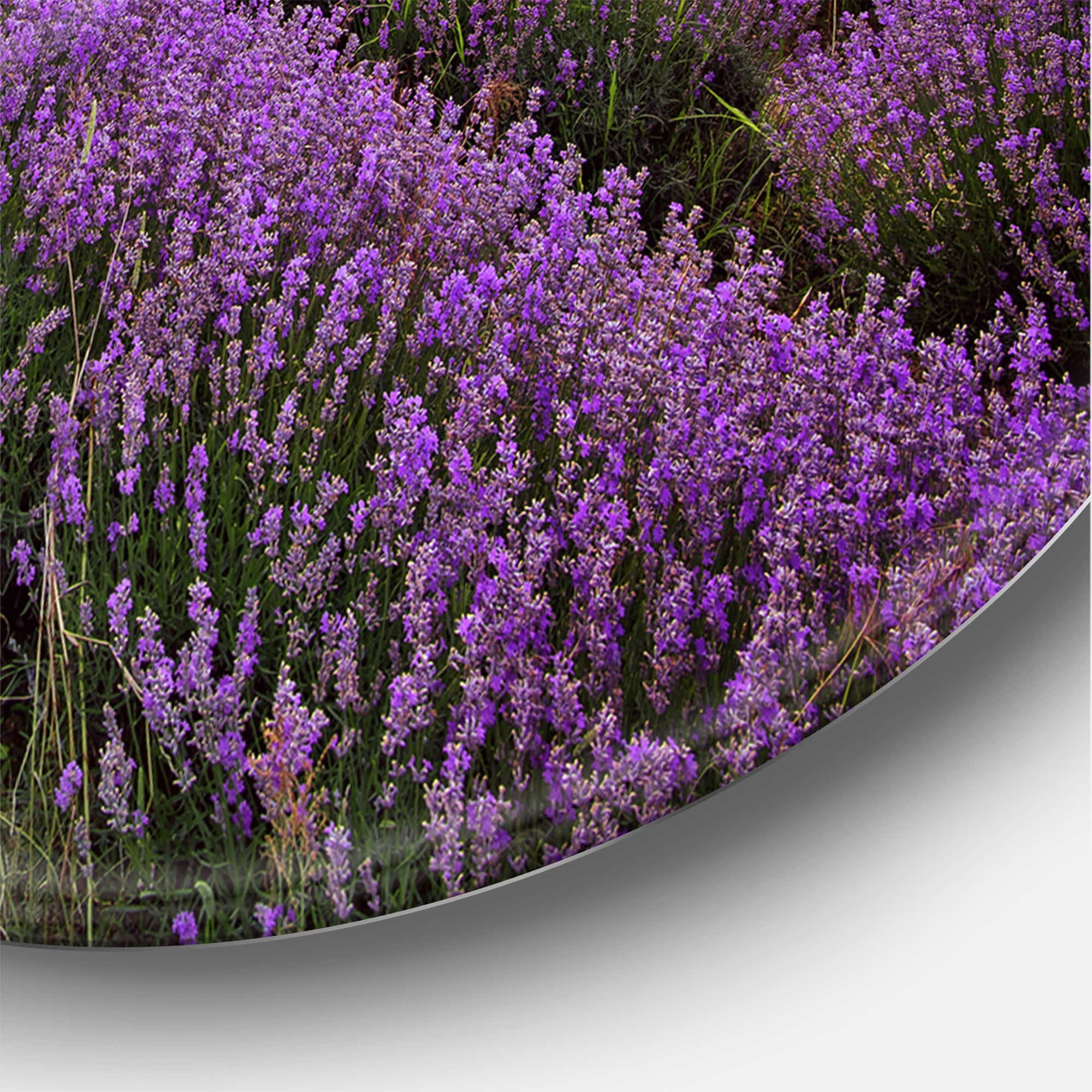 Designart 'Lavender Field At Sunrise I' Farmhouse Circle Metal Wall Art 36x36 - Disc of 36