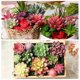 thumbnail image 5 of unbranded 7Ud Plantas Suculentas Artificiales Con Aspecto Natural Para De Espacios, 5 of 7