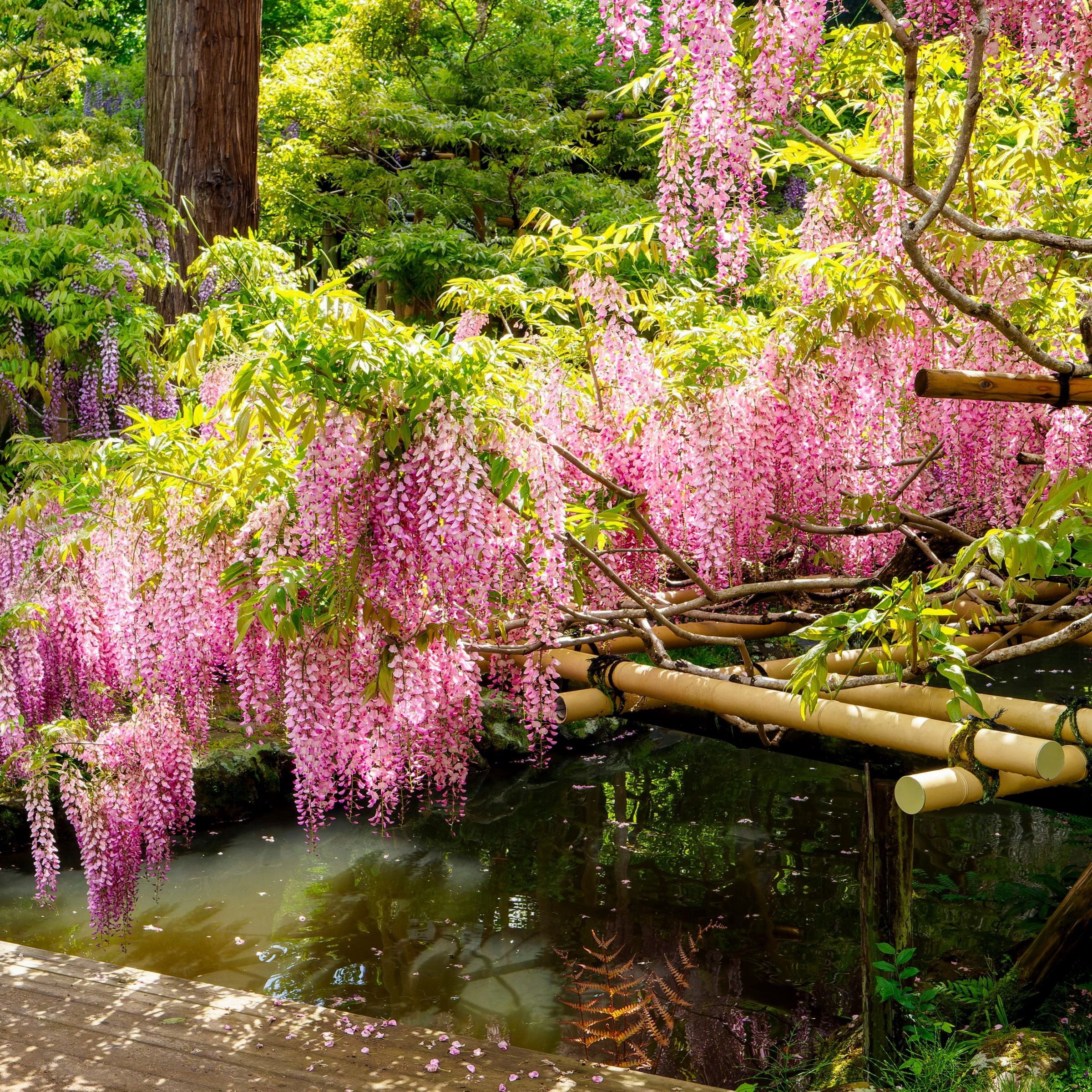 National Plant Network Live Perennial 1 gal Pink Wisteria with Full Sunlight