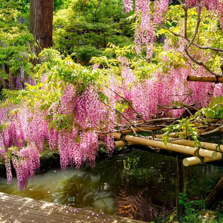 National Plant Network Live Perennial 1 gal Pink Wisteria with Full  Sunlight - Walmart.com