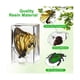 thumbnail image 3 of 30 Insects In Resin Specimen Bugs Collection Paperweights, Toy Bugs Suitable For Kids For Office Bi, 3 of 5