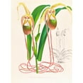 thumbnail image 3 of Jean Jules Linden 14x18 Black Modern Framed Museum Art Print Titled - Selenipedium Oaudatum (1885-1906), 3 of 5