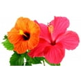 thumbnail image 2 of Hibiscus Flowers Wall Decal by Wallmonkeys Peel and Stick Graphic (36 in W x 23 in H) WM162143, 2 of 4