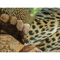 thumbnail image 4 of Ambesonne Zoo Quilted Bedspread Set 3 Pcs, Jaguar on Wood Wild Feline, King Size, Green Yellow Brown, 4 of 5