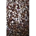 thumbnail image 2 of 50 Black Cherry Seeds Prunus Serotina MVR1&nbsp;Dwarf Cherry Tree, 2 of 3