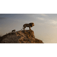 thumbnail image 4 of Disney Est le Roi Lion - Action en Direct [3D + 2D Blu-ray], 4 of 12