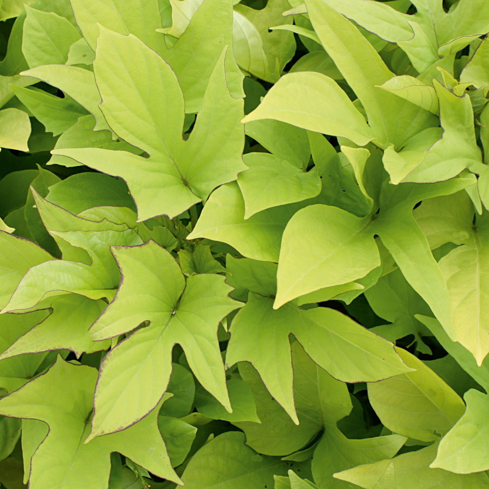 Proven Winners 4" Sweet Caroline Light Green Sweet Potato Vine Live Plant in 4.25" Pot (4 Count)