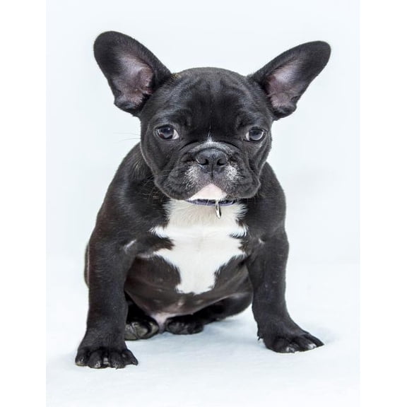 French Bulldog Notebook : 8.5 X 11 202 Wide Ruled Pages (Paperback)