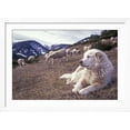 thumbnail image 2 of Art.com Pyrenean Mountain Dog Protecting Sheep Photographic Print, White Frame Wall Art, 44" x 32", 2 of 4