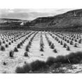 thumbnail image 3 of Adams, Ansel 18x15 Black Modern Framed Museum Art Print Titled - Looking across rows of corn, cliff in background, Corn Field, Indian Farm near Tuba City, Arizona, i, 3 of 5