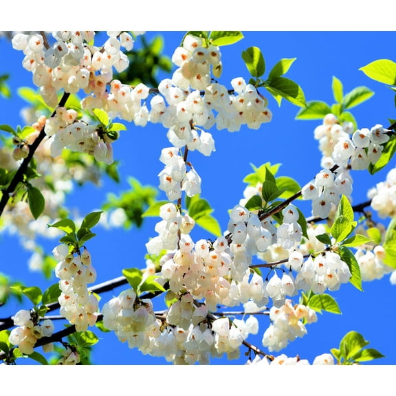 CZ Grain Carolina Silverbell Tree Seeds - 6 Large Seeds, Stunning White Flowering