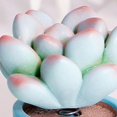 thumbnail image 4 of Décoration d'Ornement Succulente Mini Maison de Poupée Succulente Mini Modèle de Plante, 4 of 4