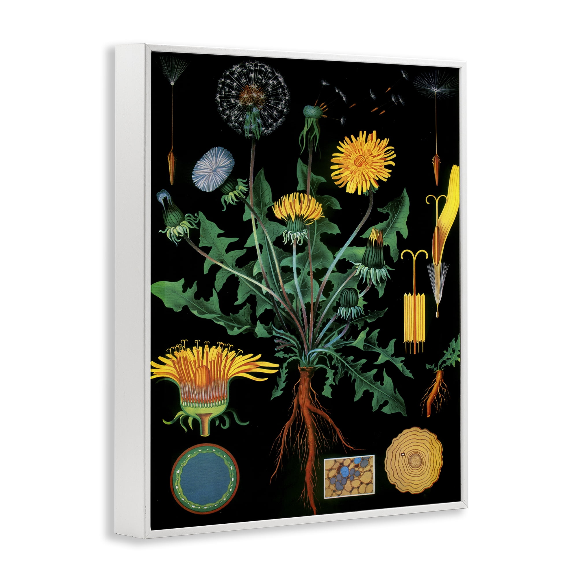 Stupell Industries Dandelion Botanical Illustration White Framed Giclee Art, design by Vintage Hustle